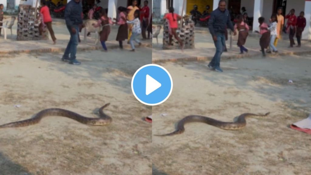 the students saw a large python on school ground