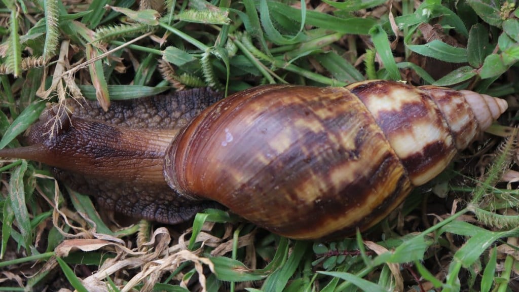 Discovery of antibiotics anticancer drugs from snail slimy secretions Pune news