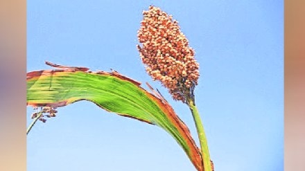 Loksatta lokshivar Sowing of Shalu rain Shalu Jowar rate A staple food of the Deccan Plateau