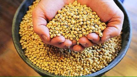 soybeans price fall in maharashtra