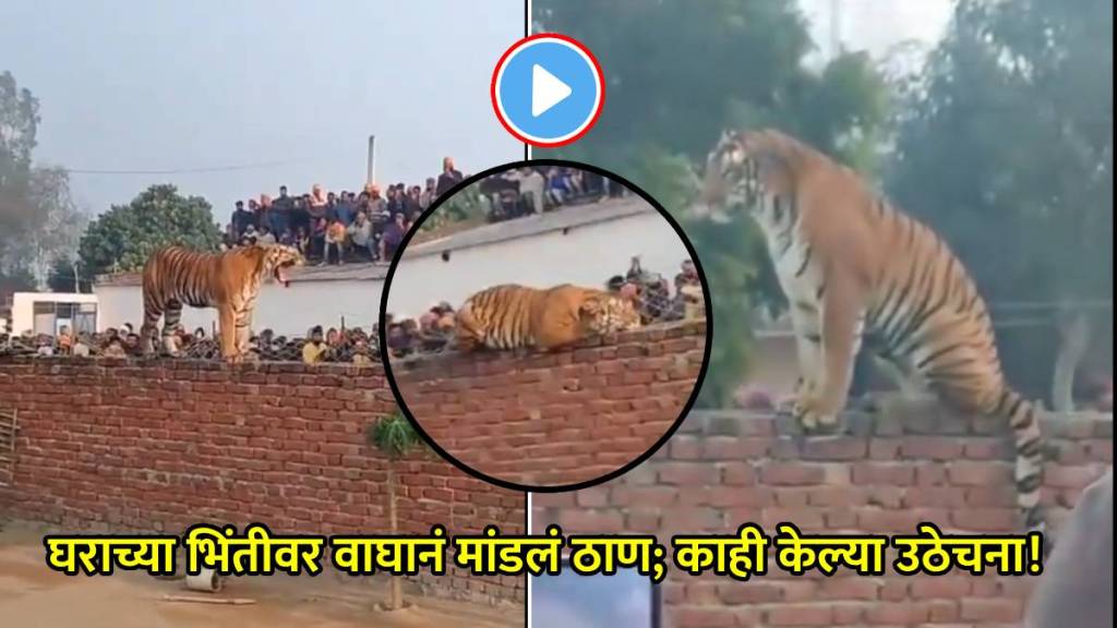 up pilibhit tiger on house wall video