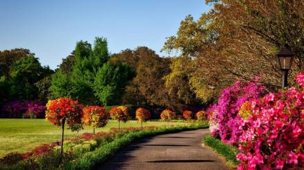 which flowers has more petals