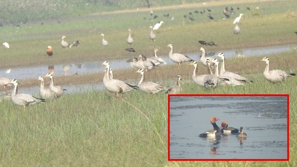 Arrival of Bar Headed Goose birds in Irei Dam area