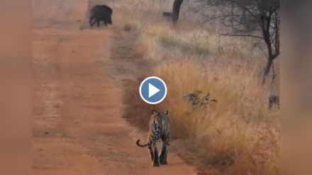 video of Chhota Matka calf hunting in Tadoba-Andhari tiger project is going viral