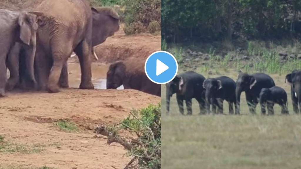 Elephant Viral Video