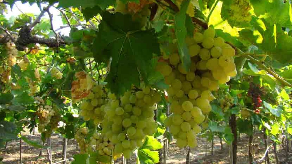 The state started exporting grapes to European countries including China Russia Sri Lanka and Arab countries Pune news