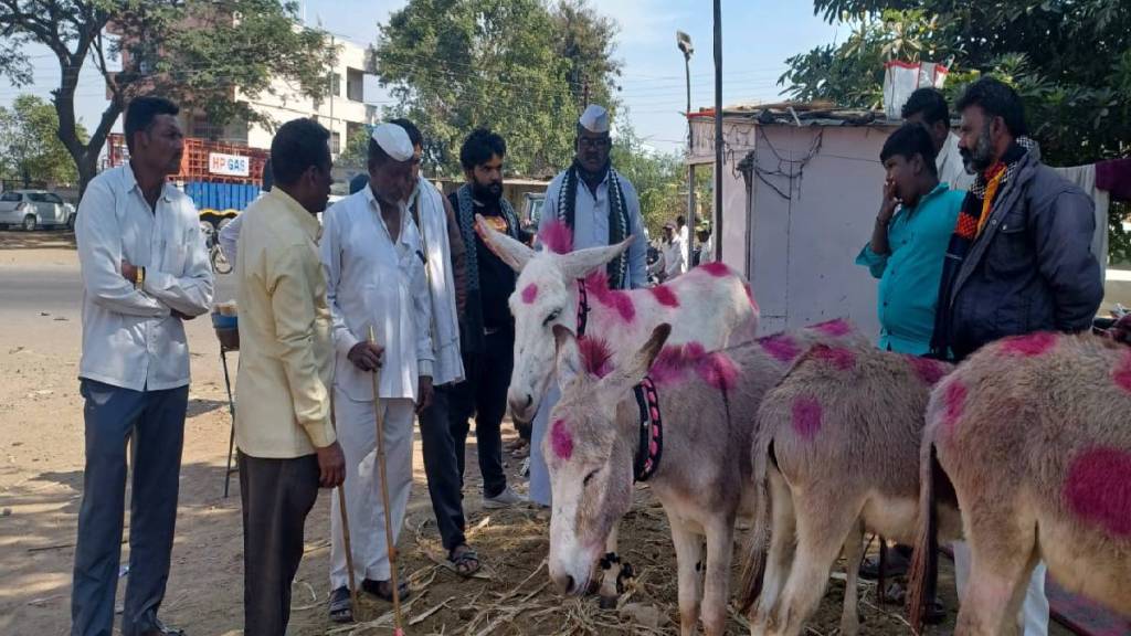 Kathevadi donkey costs Rs 70,000