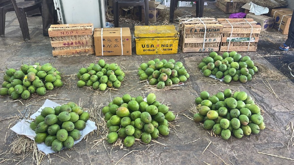 ALPHONSO MANGO KONKAN APMC MARKET NAVI MUMBAI MUMBAI