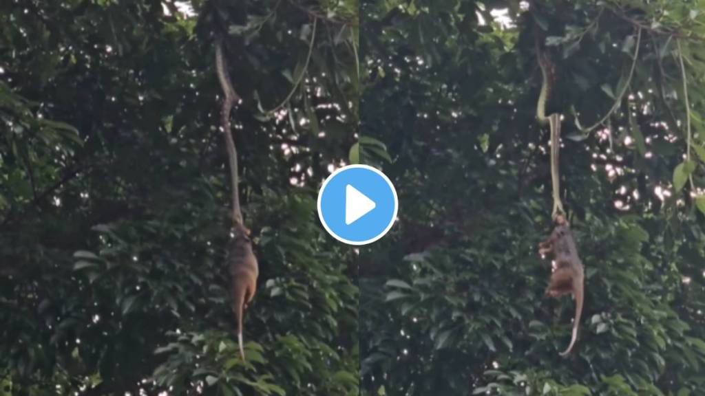 Python was seen hanging with a hunter for 12 hours watch the thrilling scene video viral