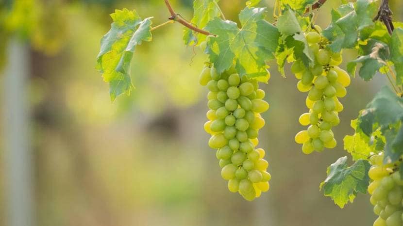 Seven Healthy Reasons To Eat Grapes Regularly It contains many important vitamins and minerals 