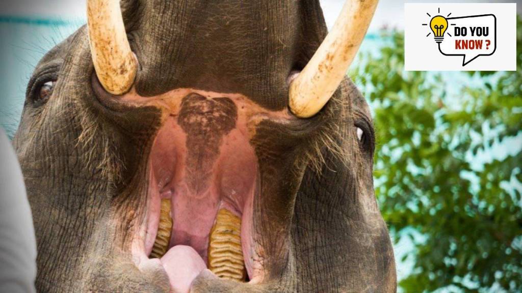 how many teeth does elephant have Know More About General Knowledge