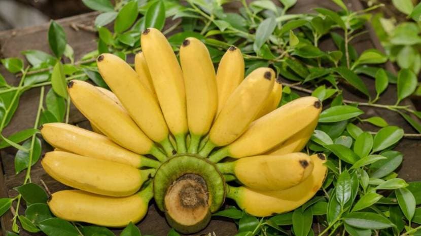 Winter Tips At What Time We Should Eat Bananas In The Winter Must Read