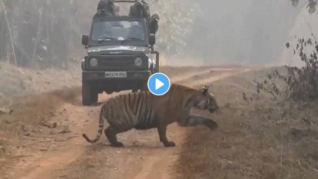 tiger in the Tadoba