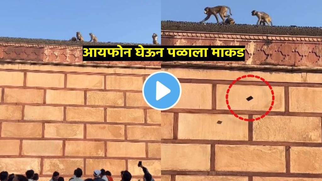 Monkey steals man iPhone in Vrindavan temple