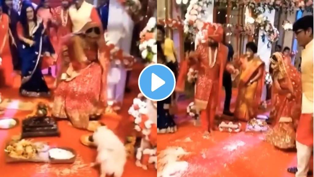 Wedding viral video dog attack on bride in wedding ceremony