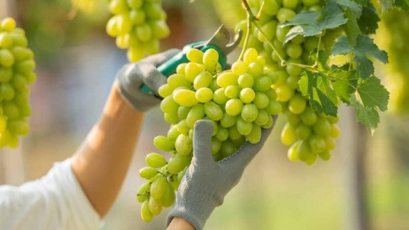 Seven Healthy Reasons To Eat Grapes Regularly It contains many important vitamins and minerals 