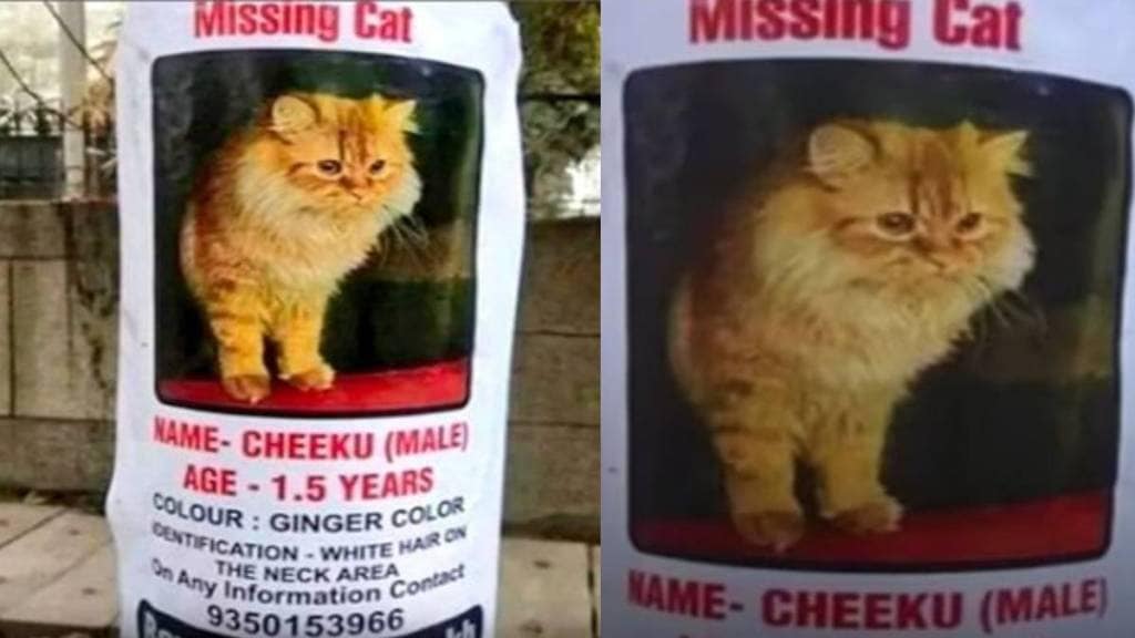 Noida couple offer Rs 1 lakh reward to find Cheeku, their missing cat