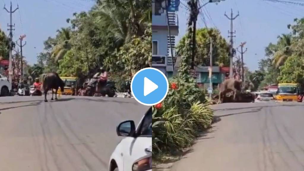 video of buffalo attack on bike rider on road video viral on social media