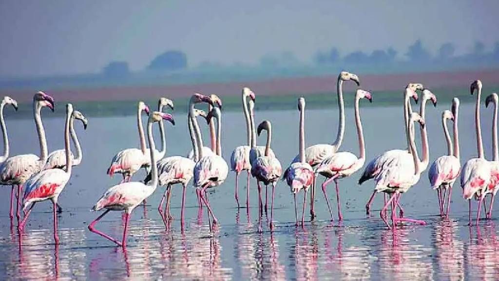 National Bird Day 2024 Marathi News