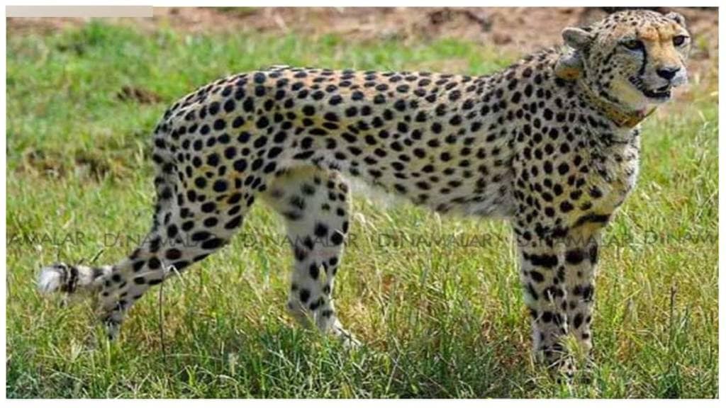 Shaurya Cheetah Death in Kuno