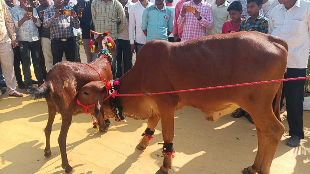 State Agricultural Festival Sindkhed Raja