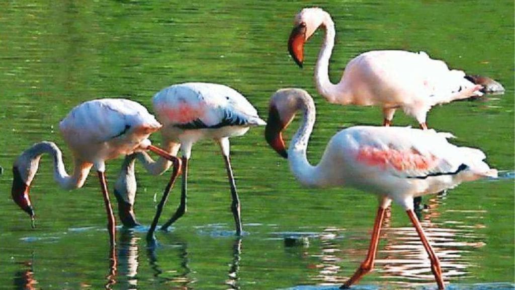 birds at the Panje reservoir of Uran