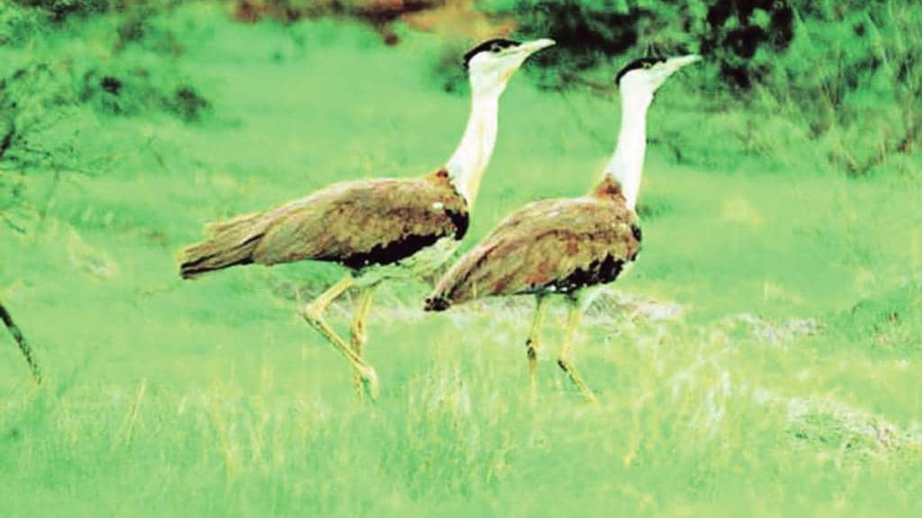 Great Indian Bustard