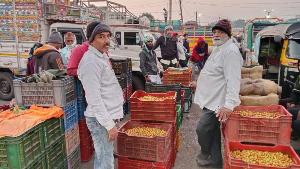 bor fruit of Jalgaon Mehrun are less this year the effect of less rain on season