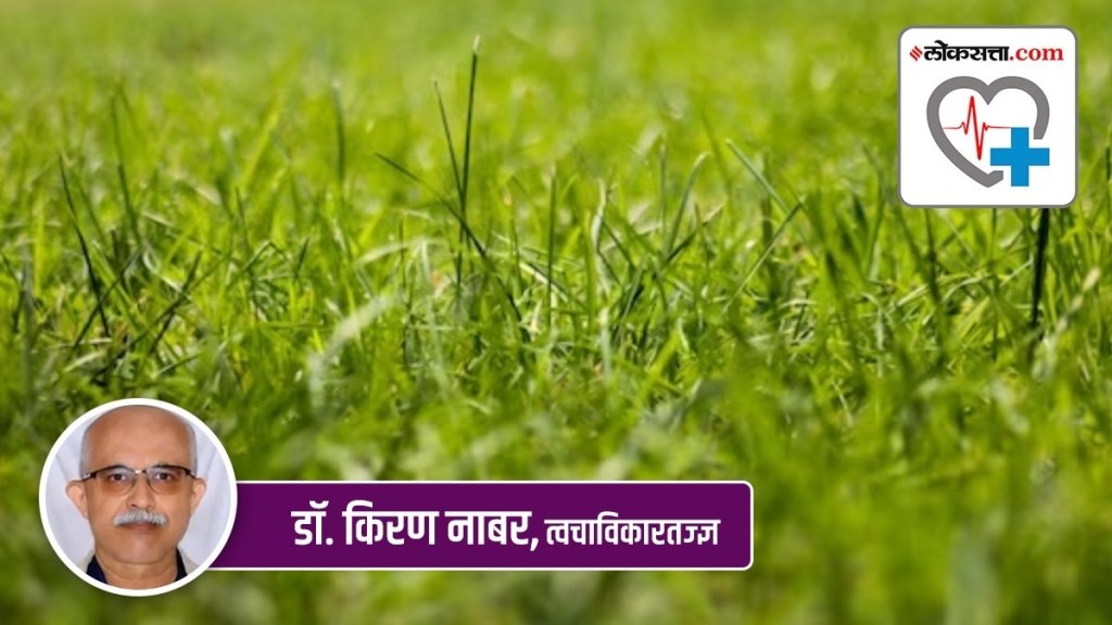 congress  grass dermatitis in marathi, congress grass information in marathi