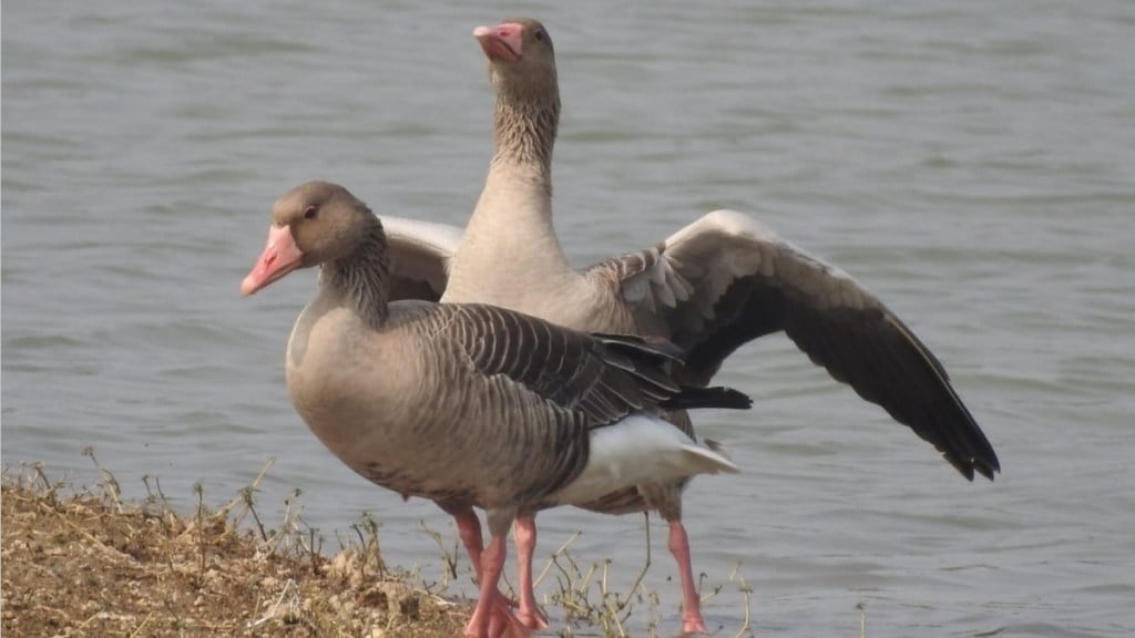 akola foreign birds news in marathi, foreign birds decreased in akola