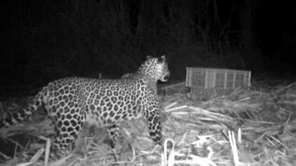 sangli leopard news in marathi, leopard with two cubs sangli