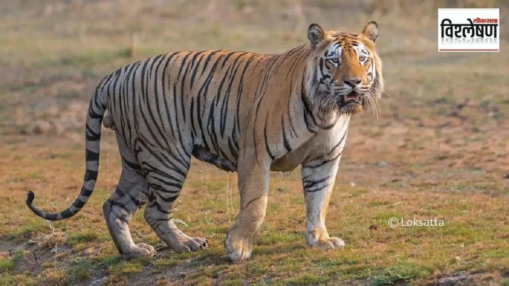 different statistics on number of tiger deaths, tiger deaths in the country news in marathi