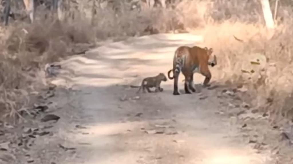 bor tiger reserve marathi news, katrina tigress marathi news,