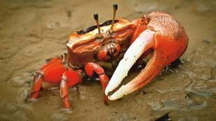 facts about fiddler crab different activities in the fiddler crab