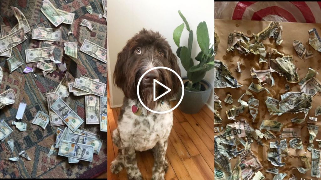 dog eats 4000 dollars viral video