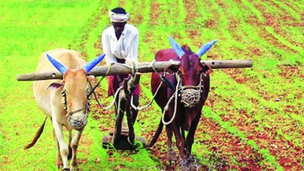 Reasons for Decline in Rabi Season Sowing Pune news