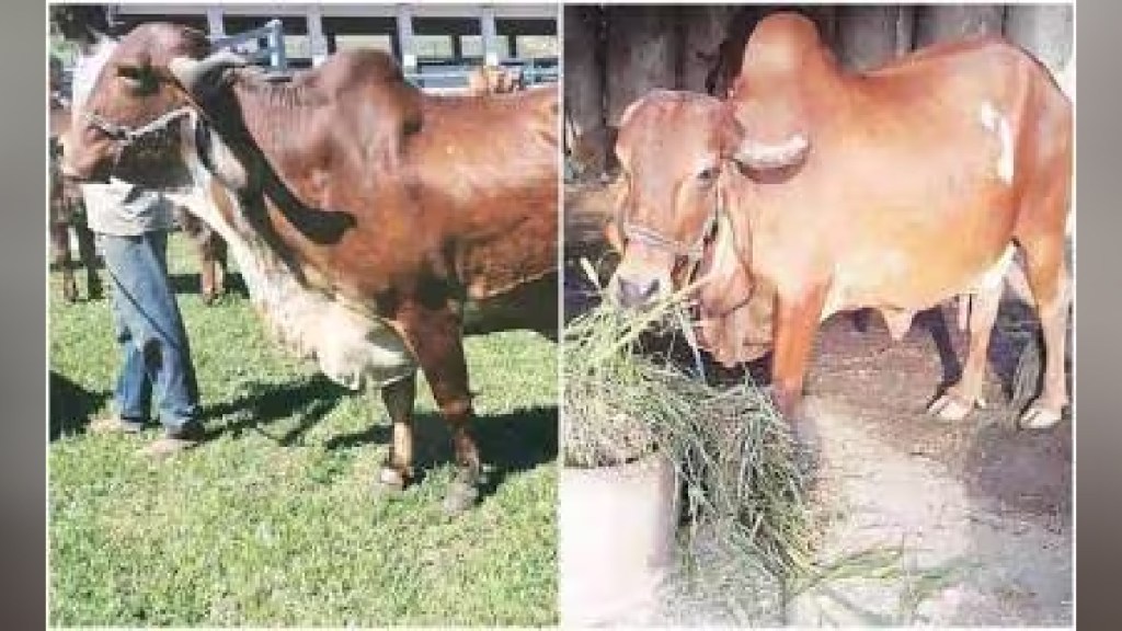 Importation of semen of high pedigree Gir bulls from Brazil Pune news