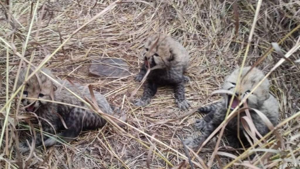 namibian cheetah asha gave birth to three cubs in kuno national park