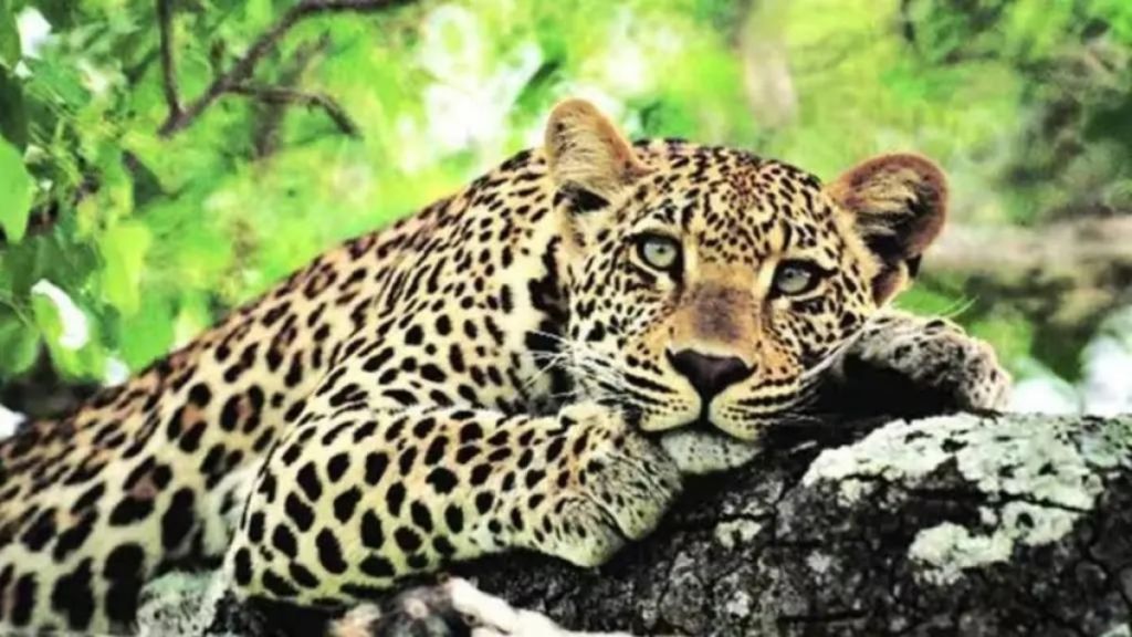 Forensic examination of leopard skin found in Aare forest begins