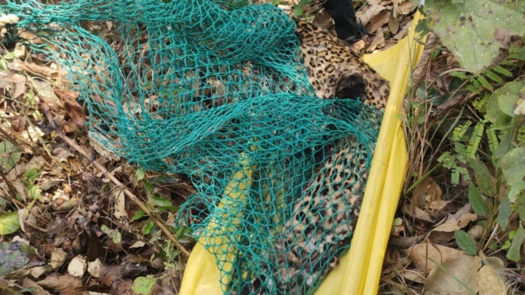 Dead leopard found thirty feet up tree likely died of heart attack