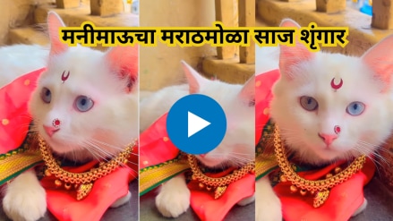 Cute Cats Maharashtiran Look