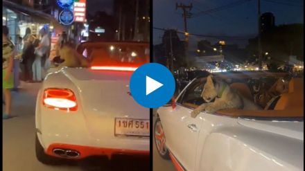 man took lion cub for a ride in Bentley car viral video