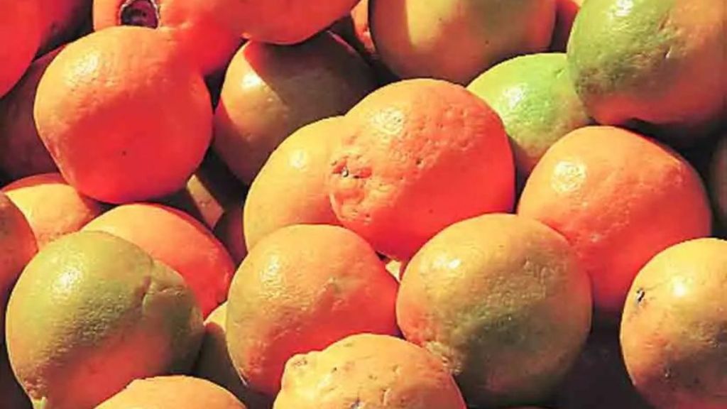 Orange Export Subsidy Scheme implemented at end of season Anger among farmers