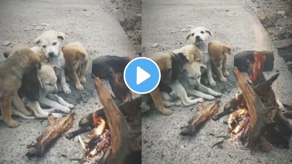 dogs are sitting in front of burning bonfire