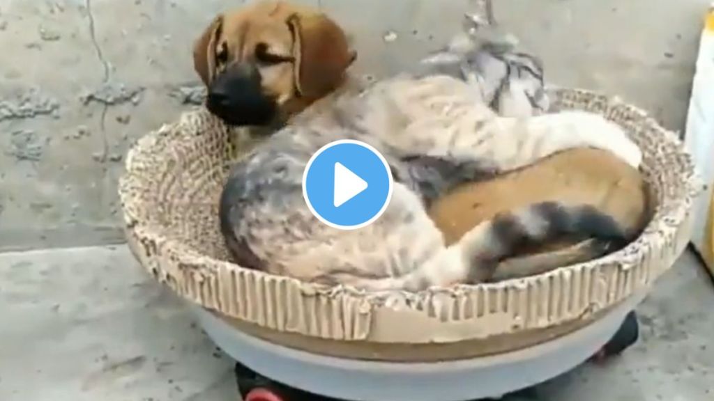 do you see love and friendship between dog and cat