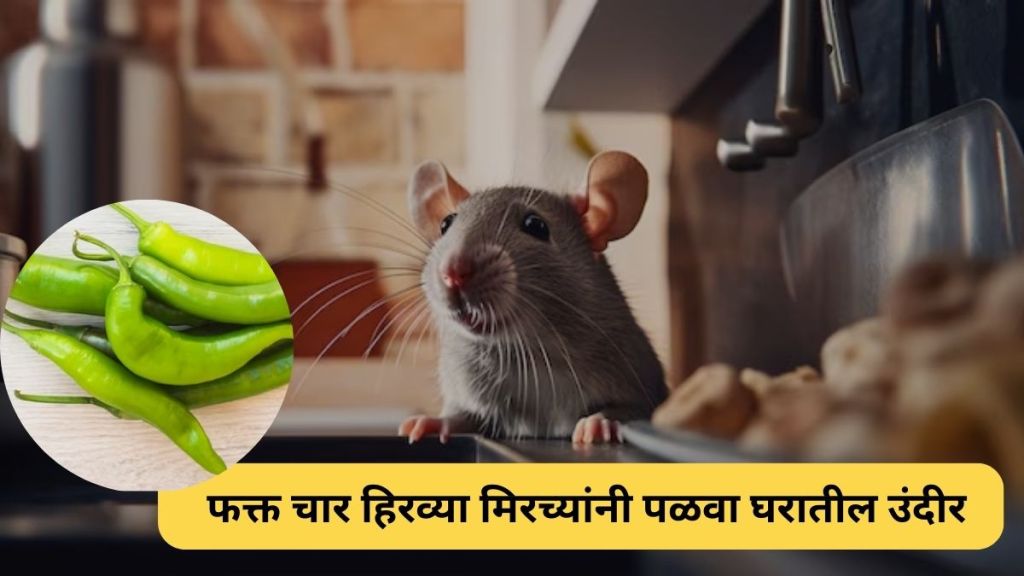 Kitchen Jugaad how to get rid of mouse at home with the help of Green chillies