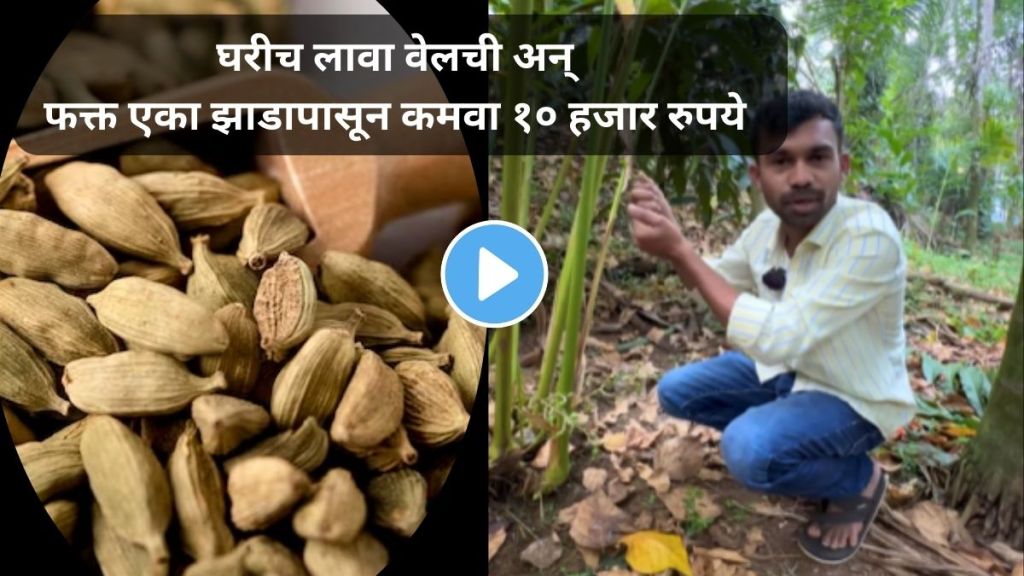 Cardamom Farming