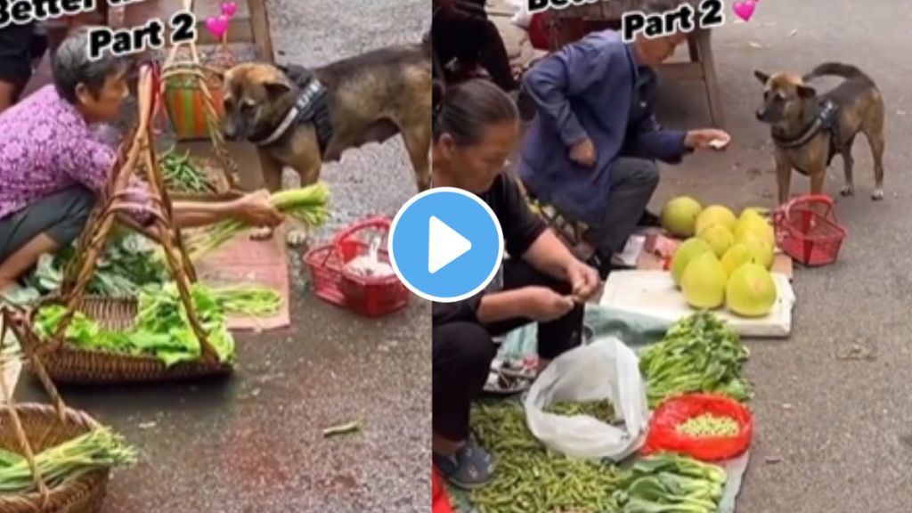 a dog buy vegetables for owner in market amazing video