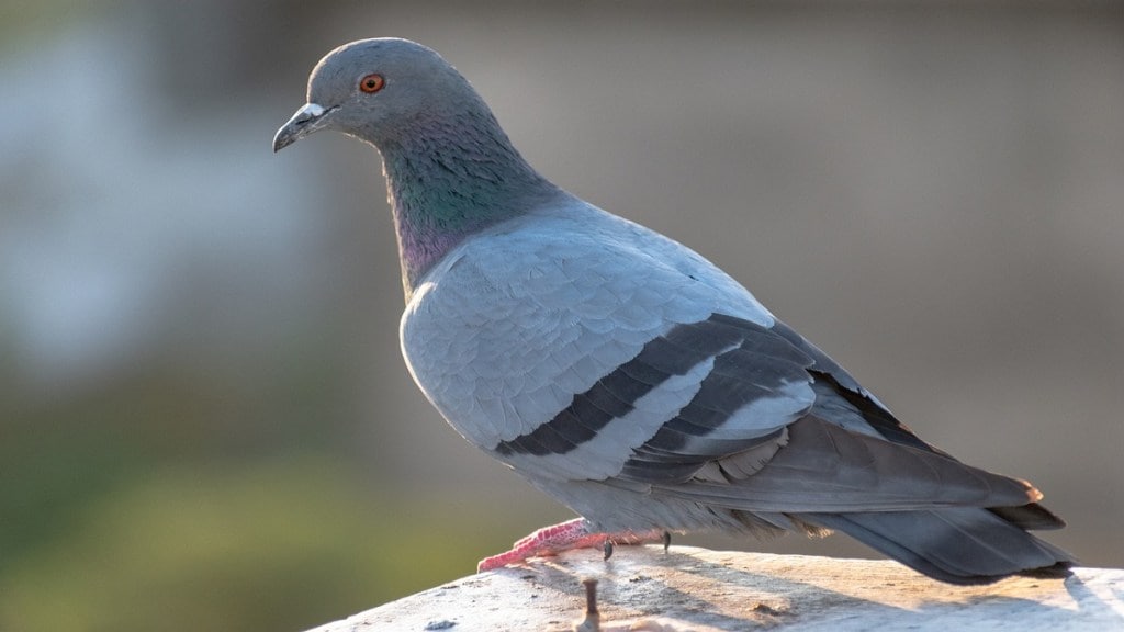 Nagpur birds injured nylon manja