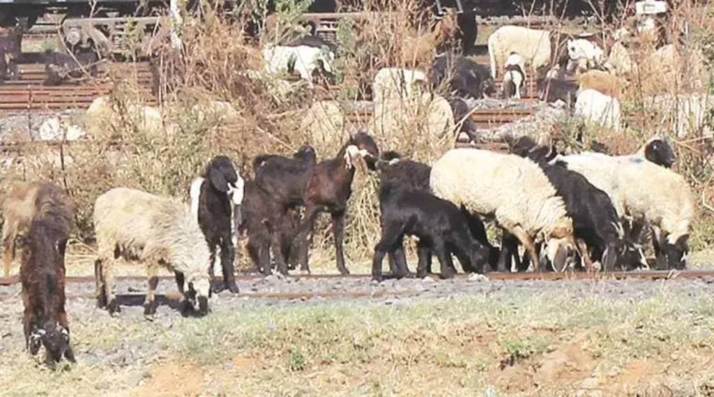 90 sheep died after eating cotton leaves